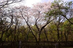 한라산의 봄, 왕벚나무 이야기로 피어나다